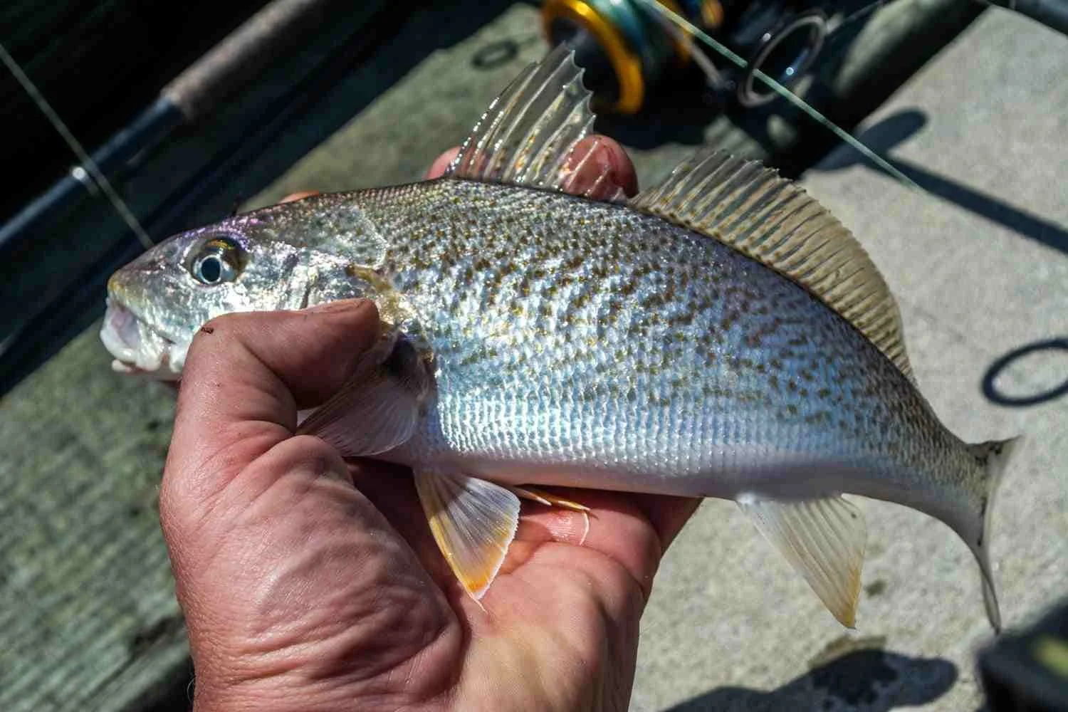 A croaker.