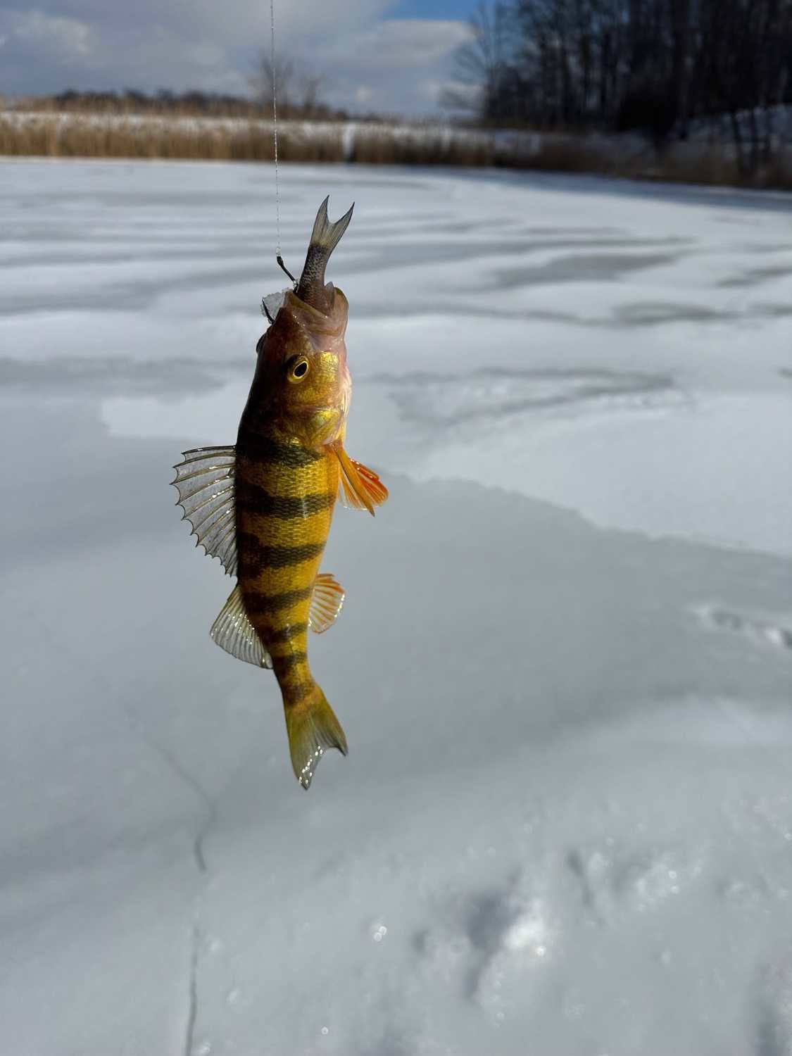 A yellow perch.