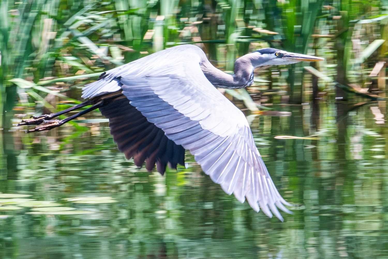 Great blue heron captured by panning the camera.