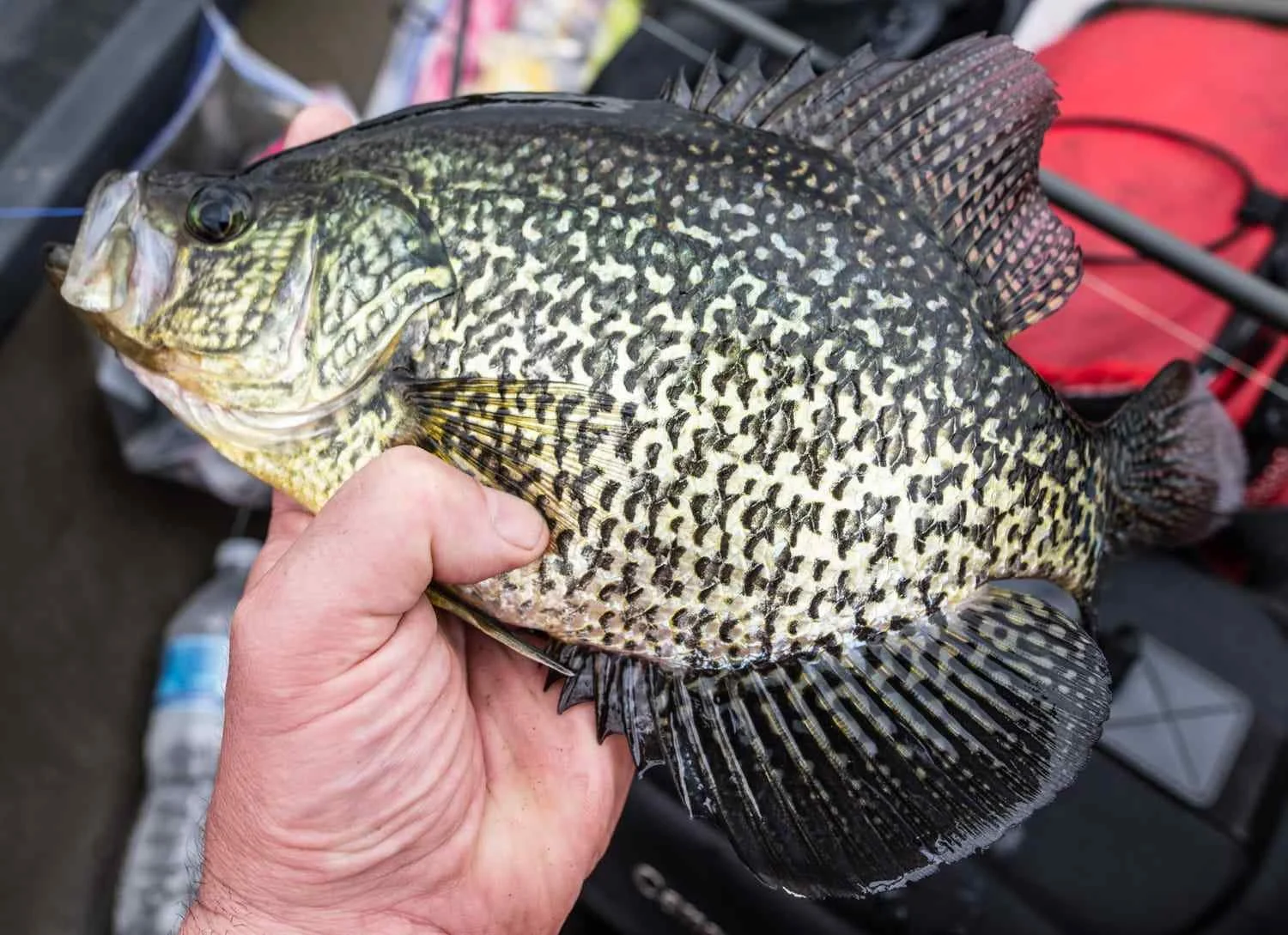 The Allure of Larger Crappies