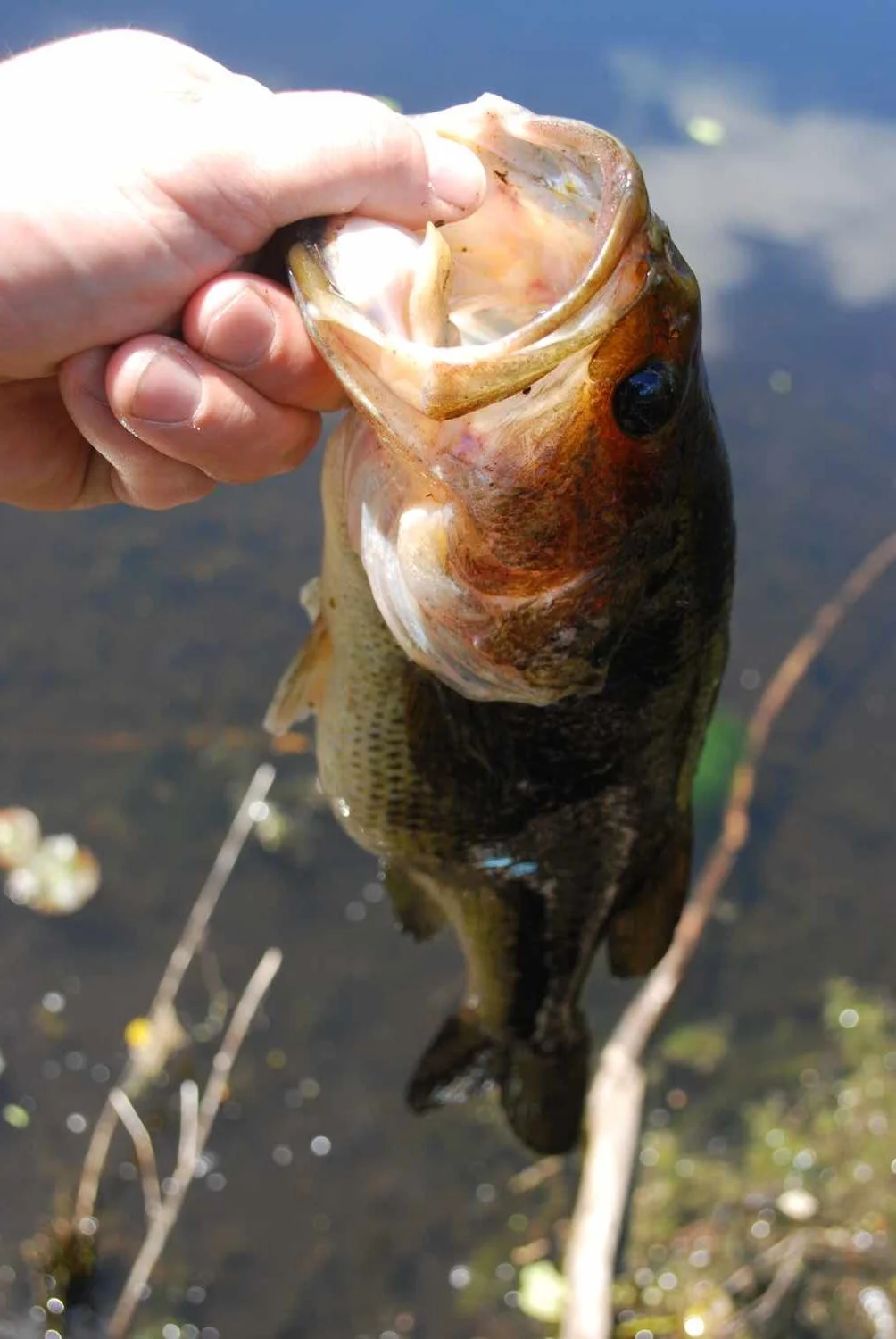 Largemouth Bass Fishing in Small Ponds
