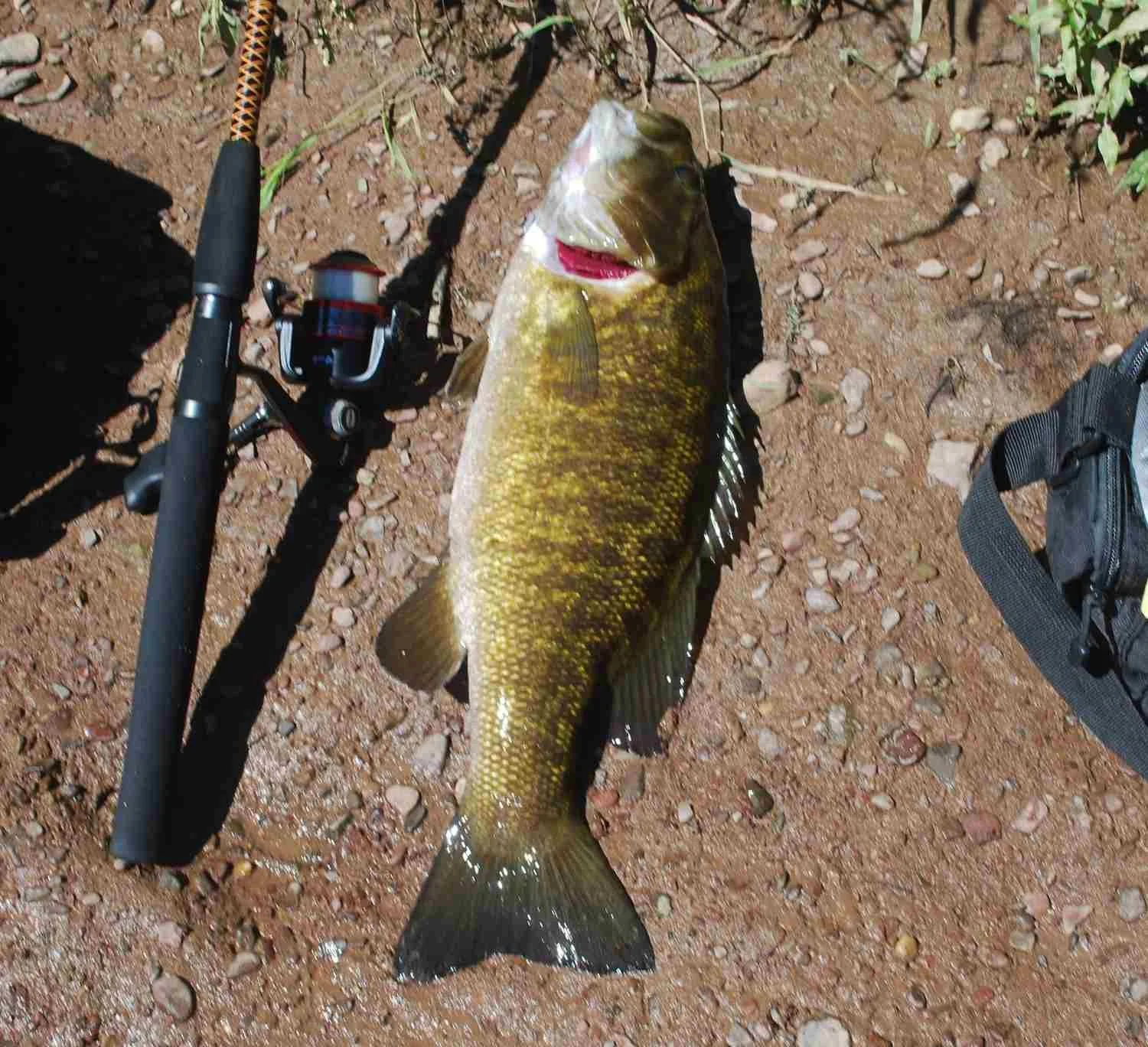 Live Killies for Fluke and Bass
