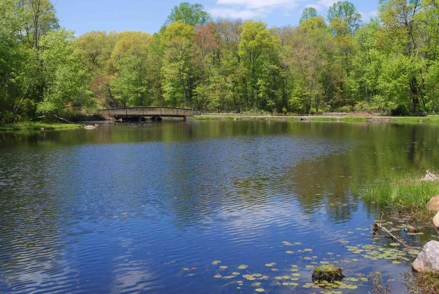 A weedy pond.