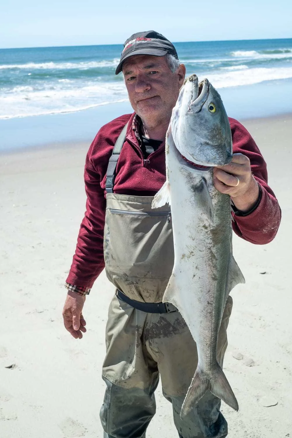 A big bluefish.
