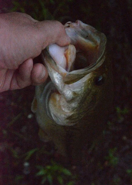 Hillsborough largemouth bass.