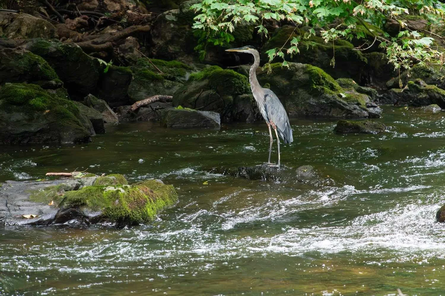 Great blue heron standing on a rock in the South Branch Raritan River.