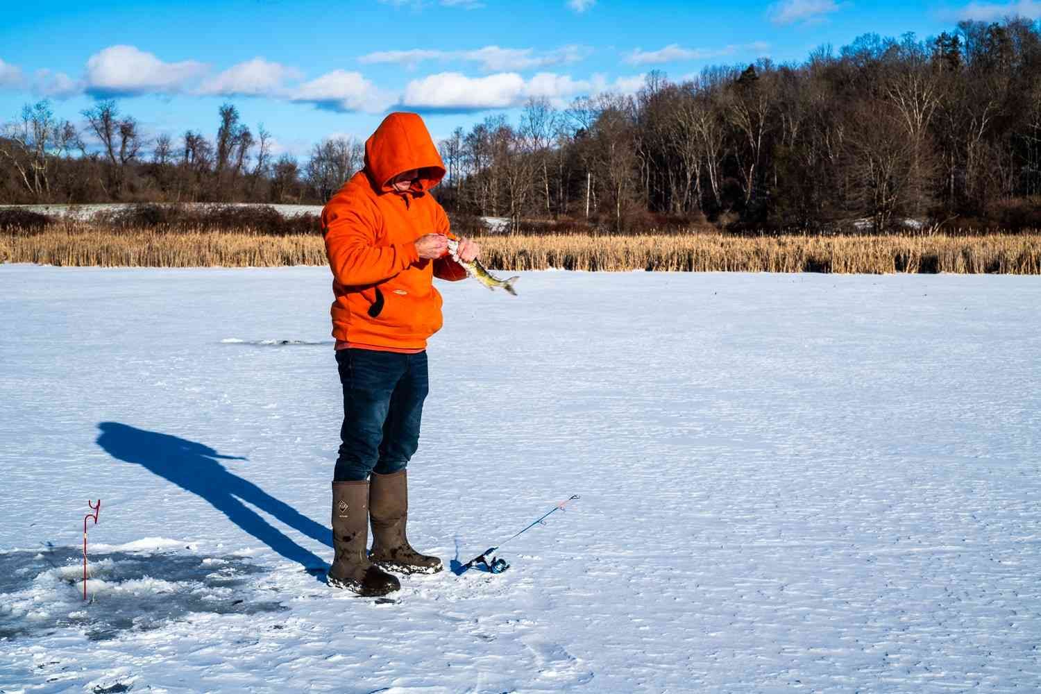 Average 15-Inch Pickerel