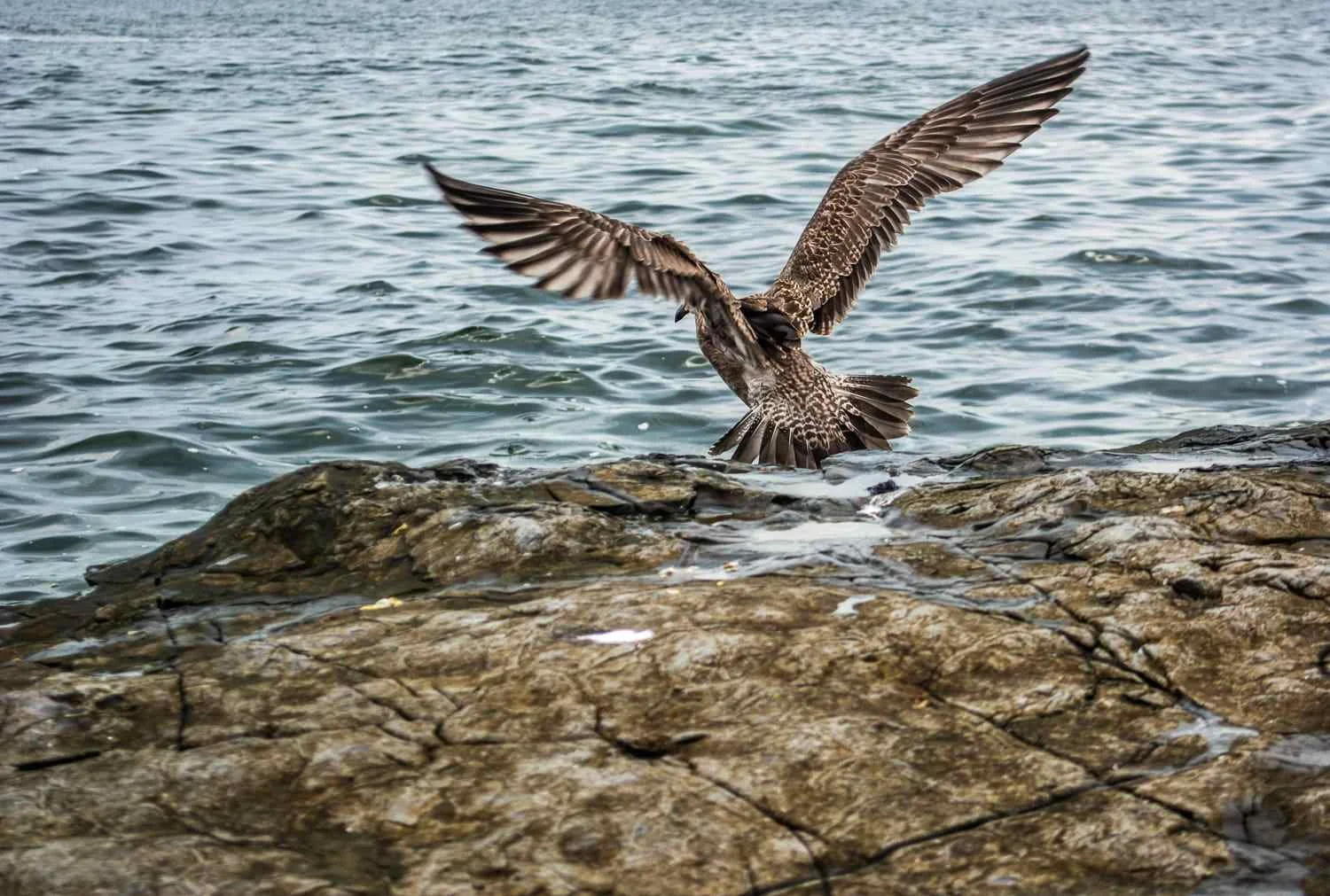 A juvenile seagull flies less.