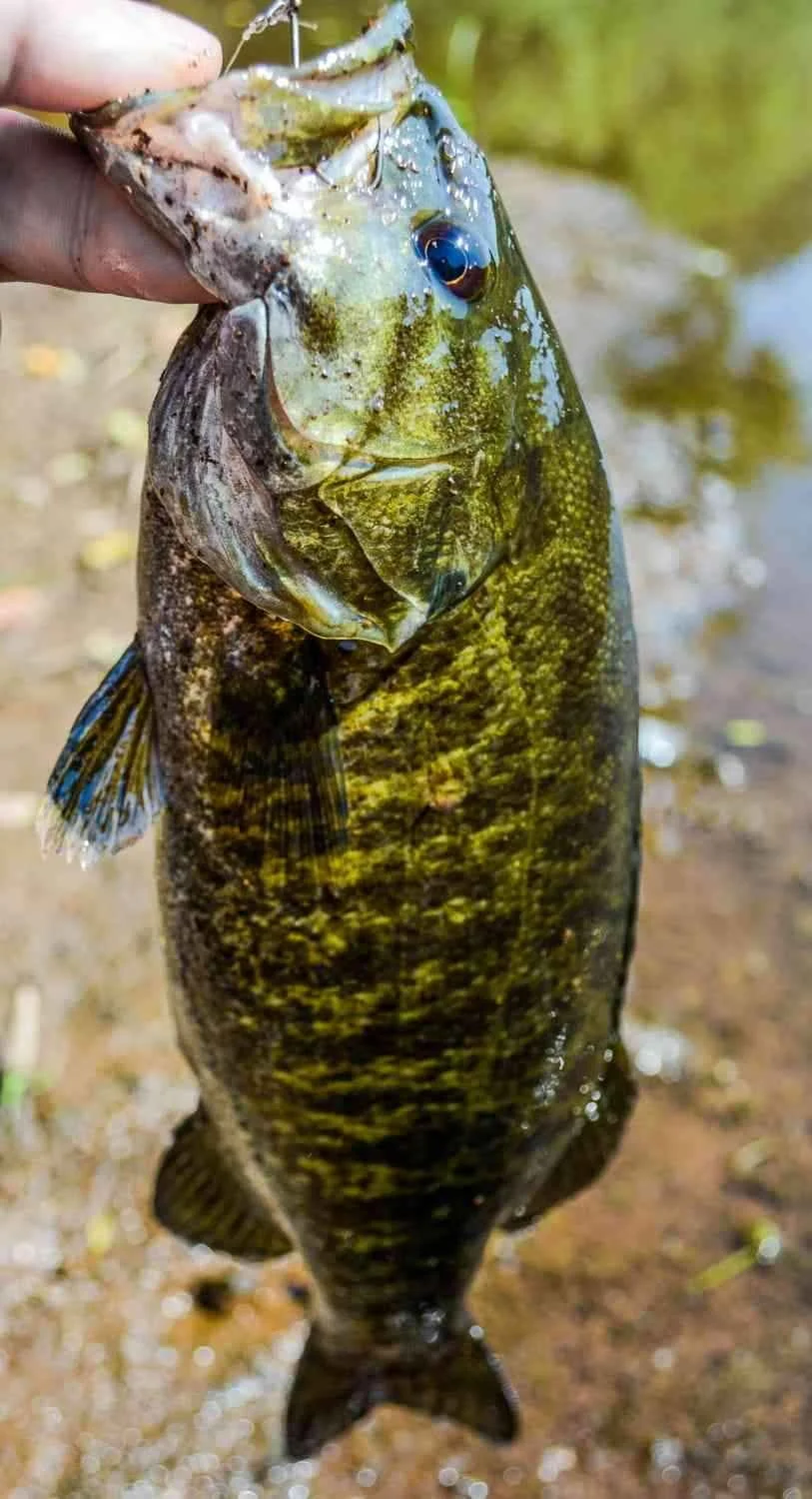 South Branch Raritan bass.