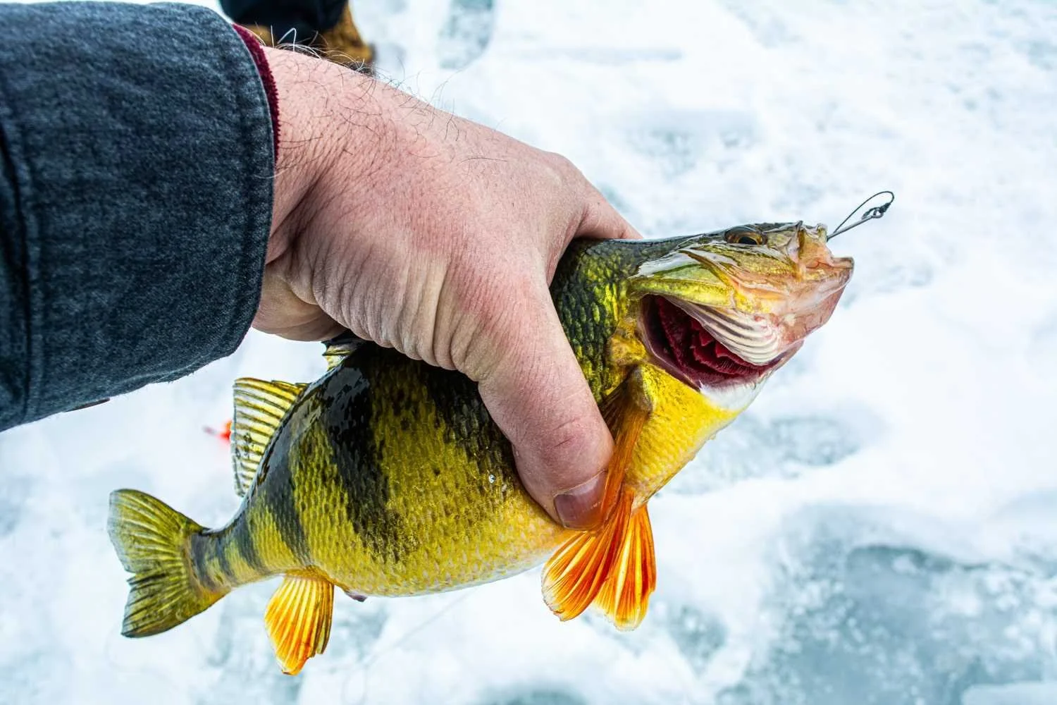 Some private lakes have yellow perch of outstanding size.