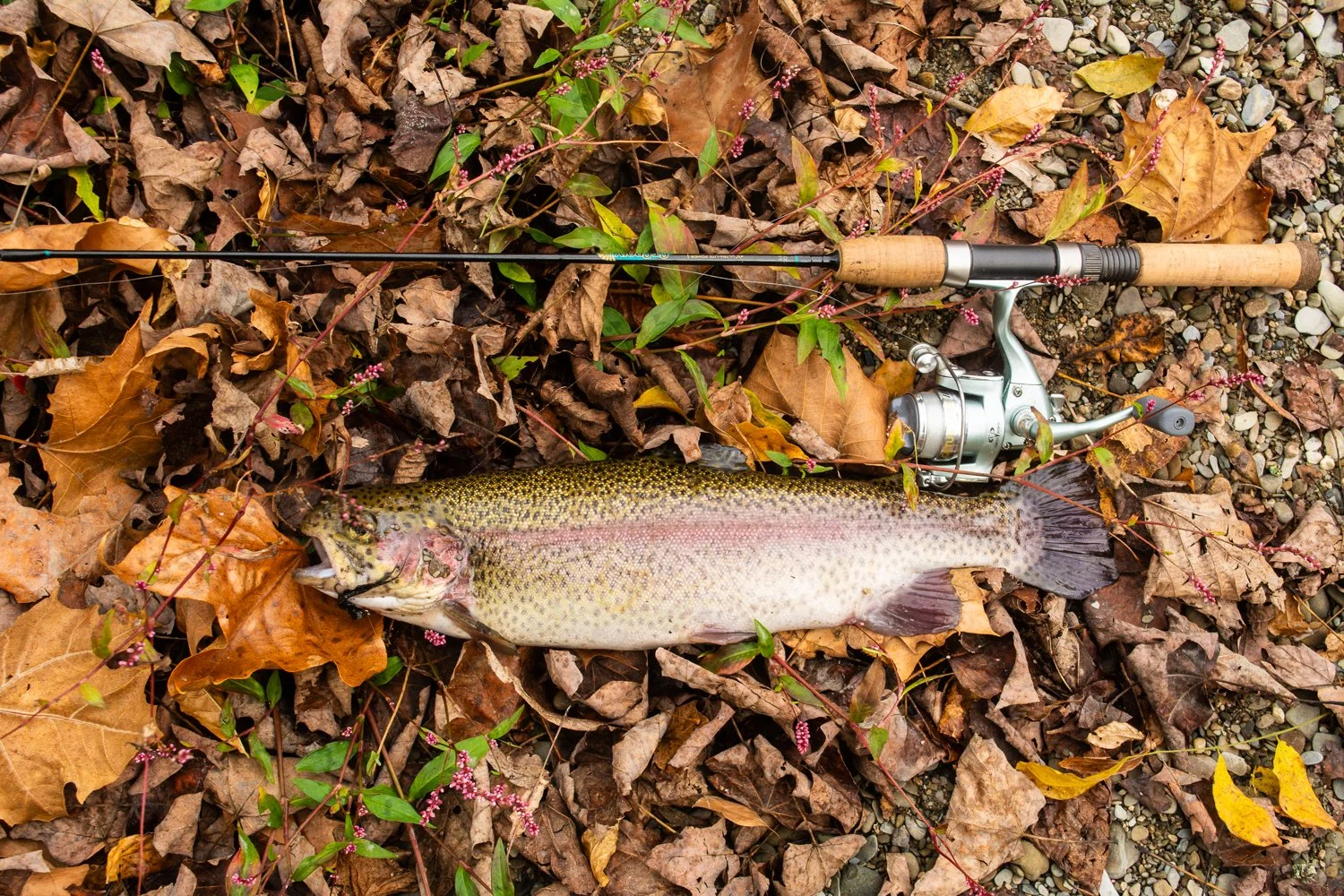 Rainbow from the Paulinskill River