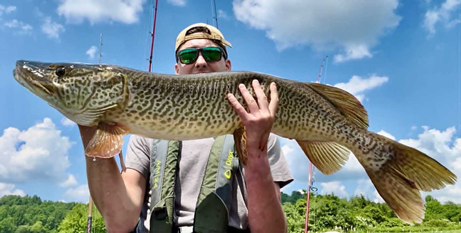 A tiger musky, 42 inches.