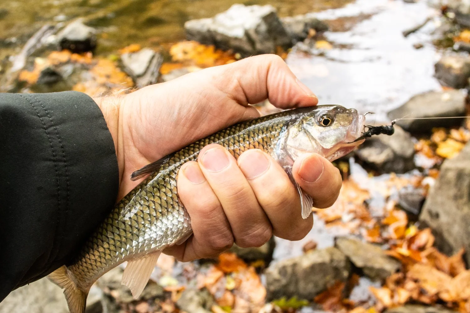 Fallfish from the Delaware River.