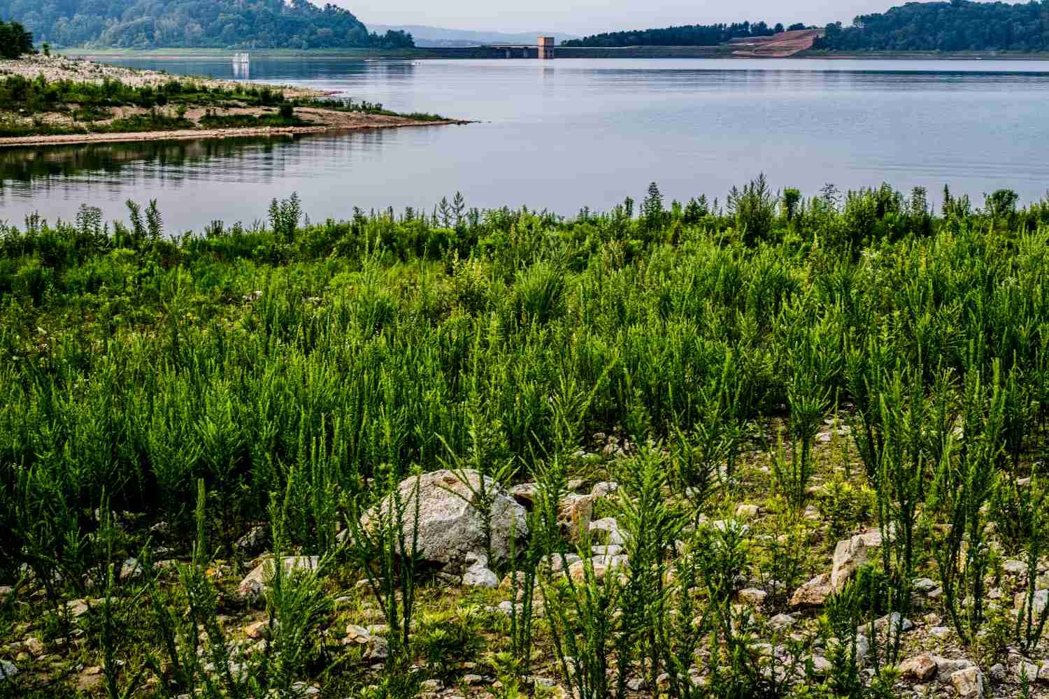 Stacked image with a lot of foreground vegetation in focus.