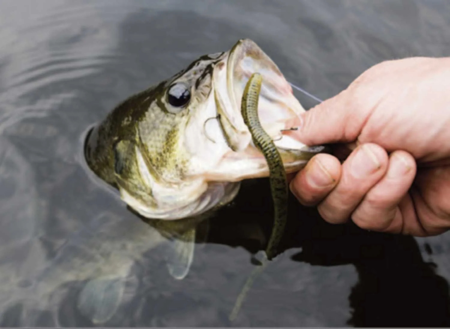 Bass caught on a worm.