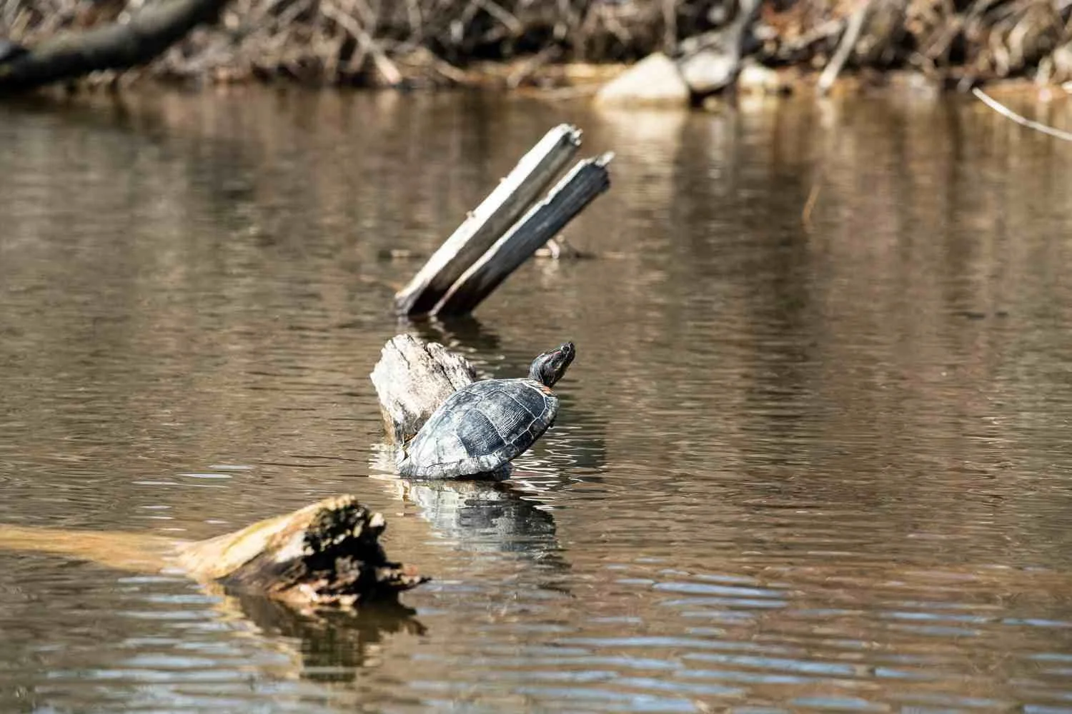 43 degree slider turtle.