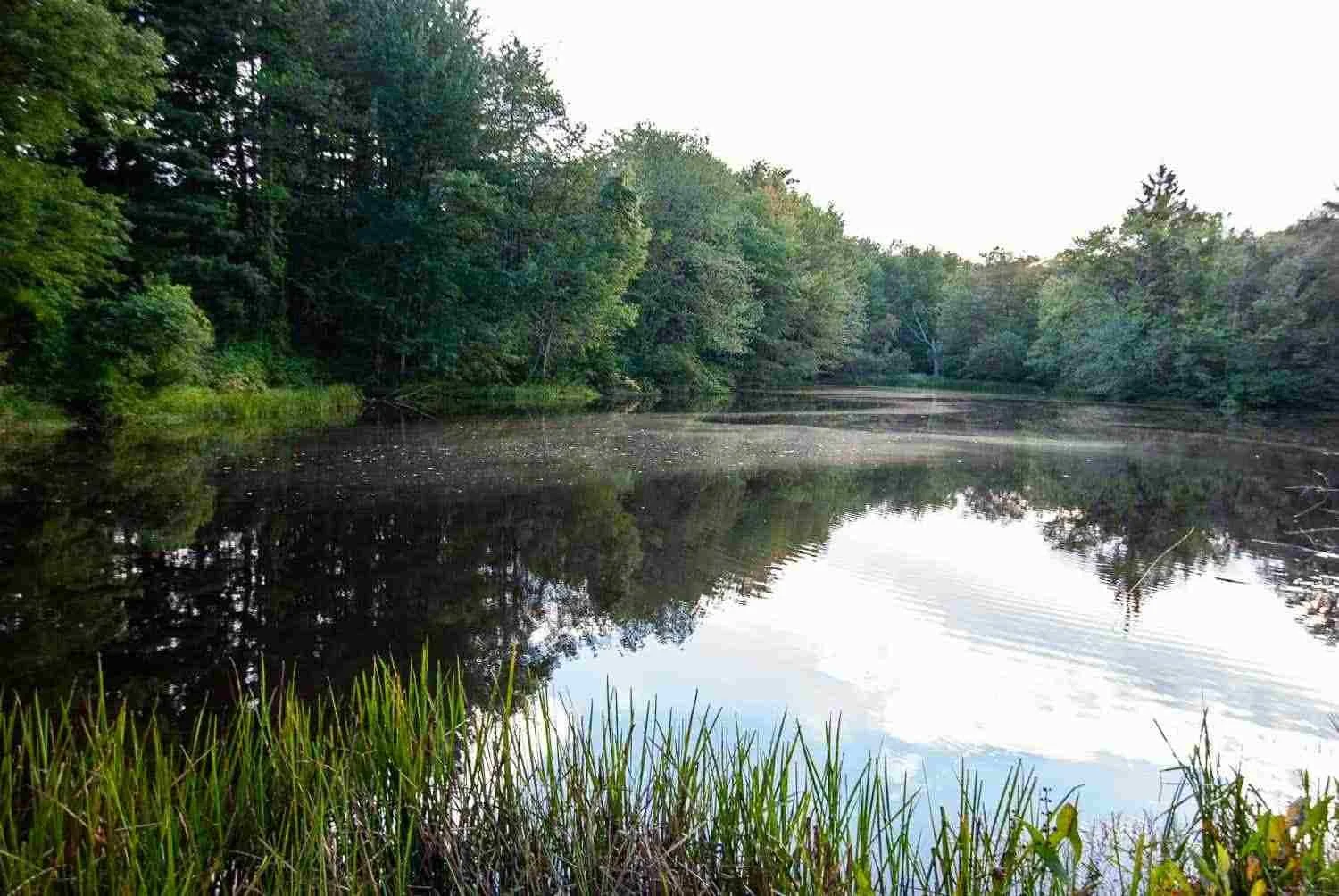 A calm water pond.
