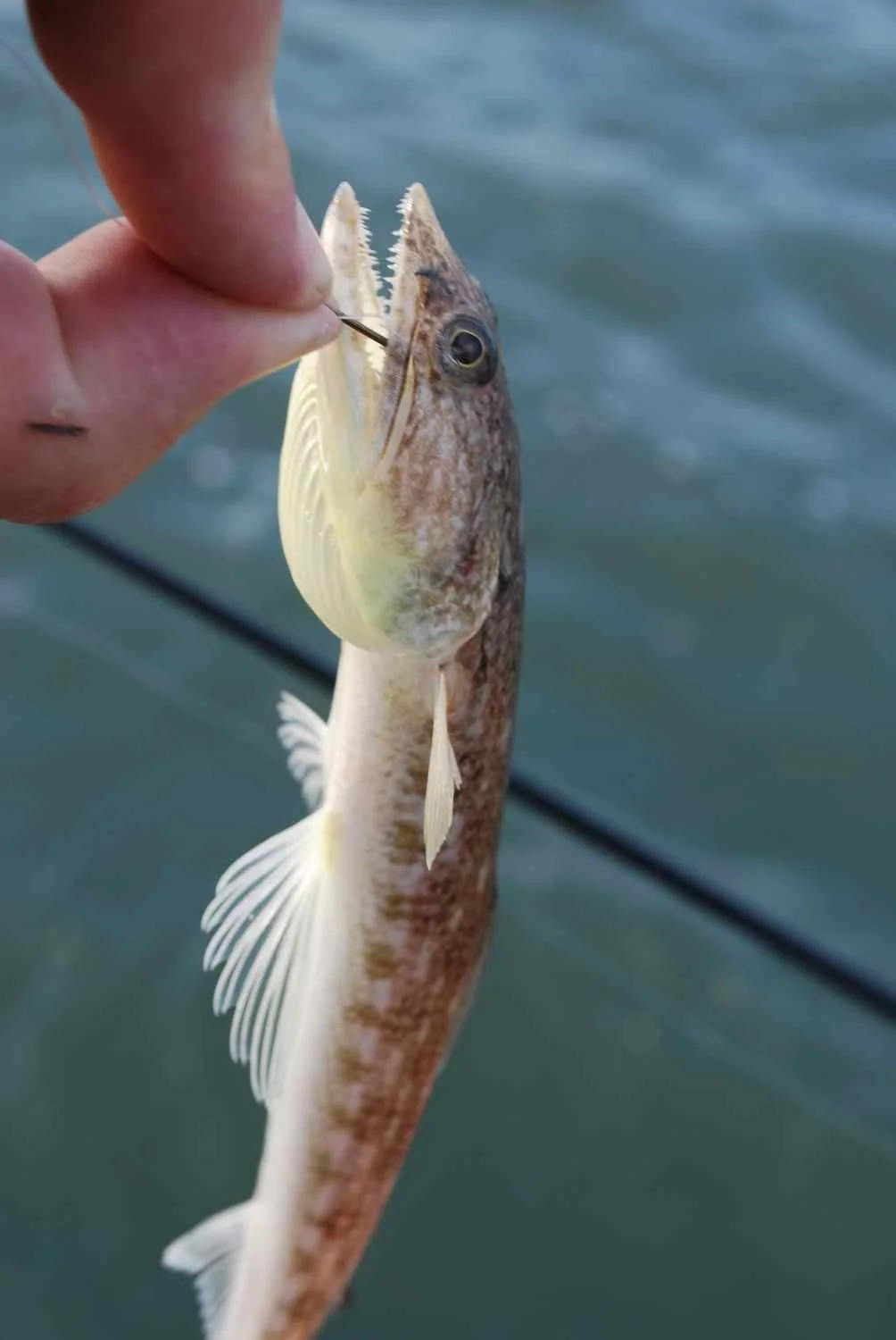 A lizard fish.