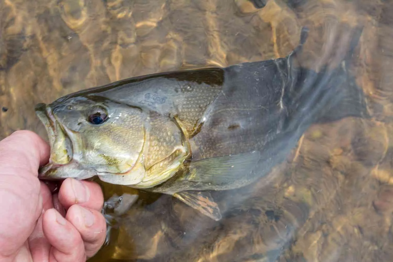 River smallmouth.