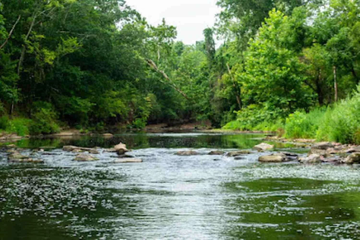 Lamington River.