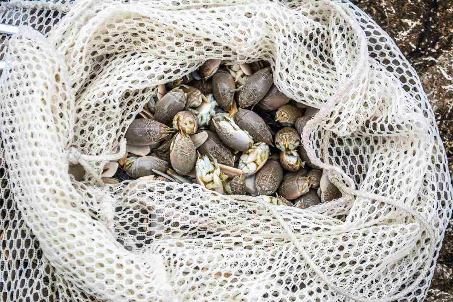Mole crabs or sand fleas.