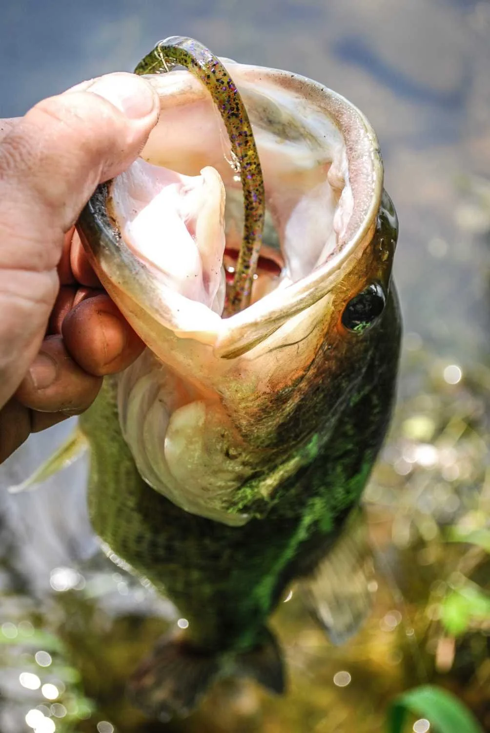 A good bass on a plastic worm.