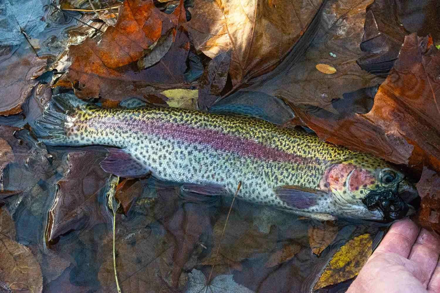 Rainbow caught in the fall.