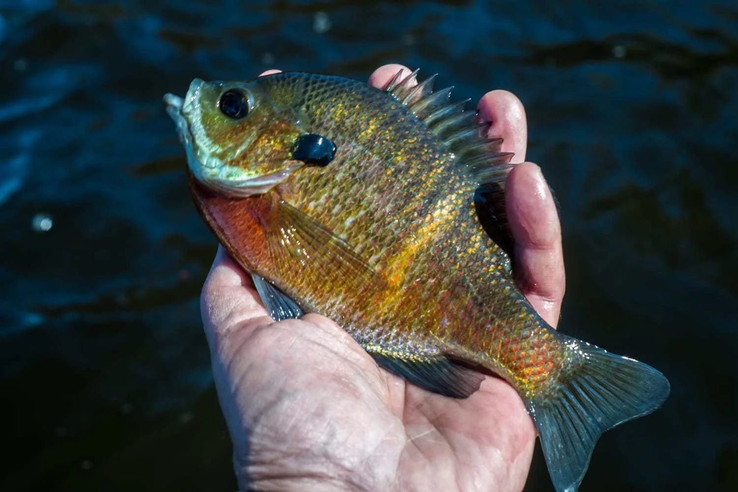 A bluegill.