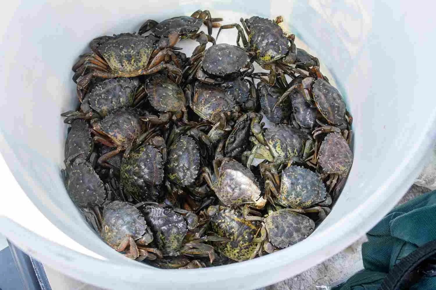 Green crabs for bait.