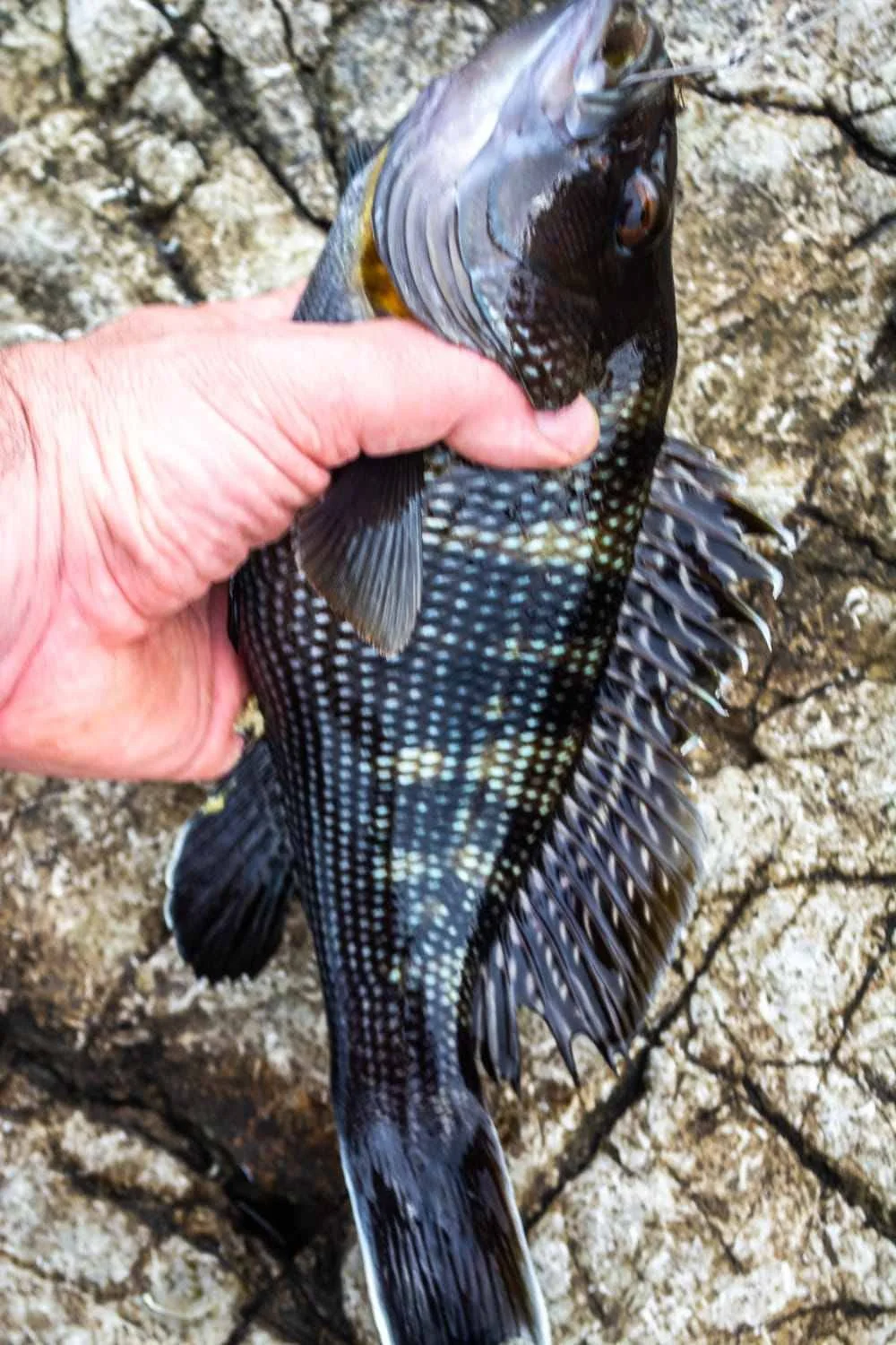 A seabass.