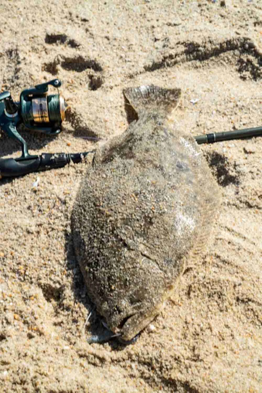 A fluke on the sand.
