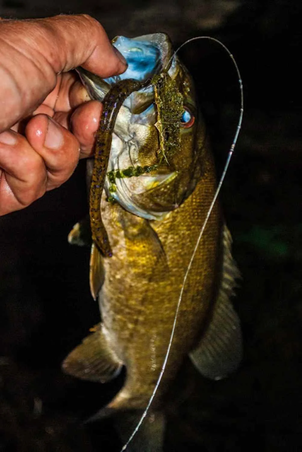 Saffin's Smallmouth
