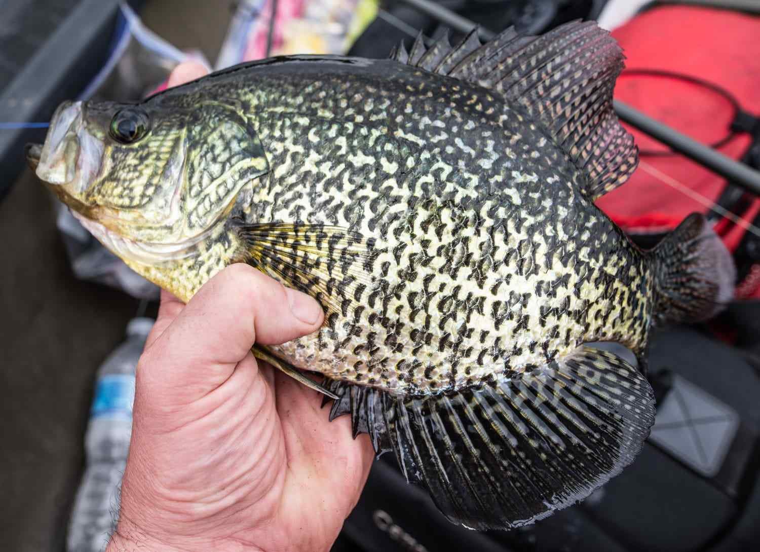 Big black crappie.