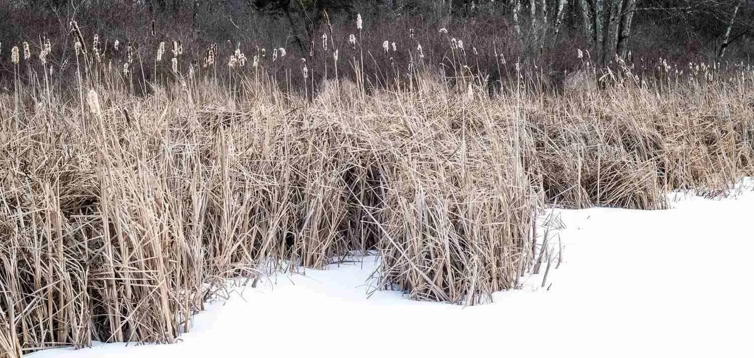 Snow on the ice. Phragmites encircle the pond.