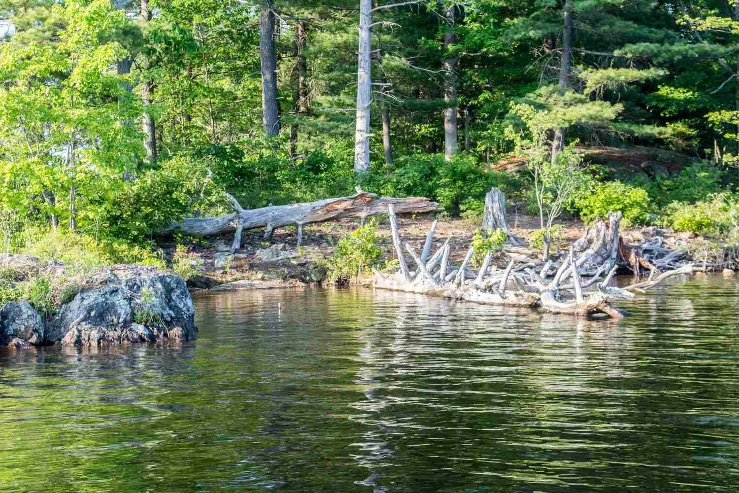 A spot to fish a topwater plug.