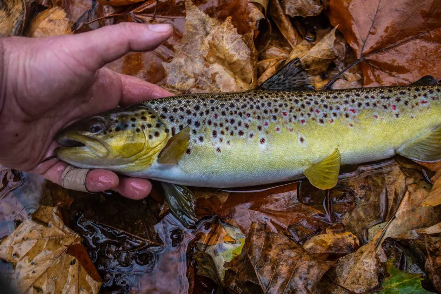 Wild brown trout caught at Bedminster.