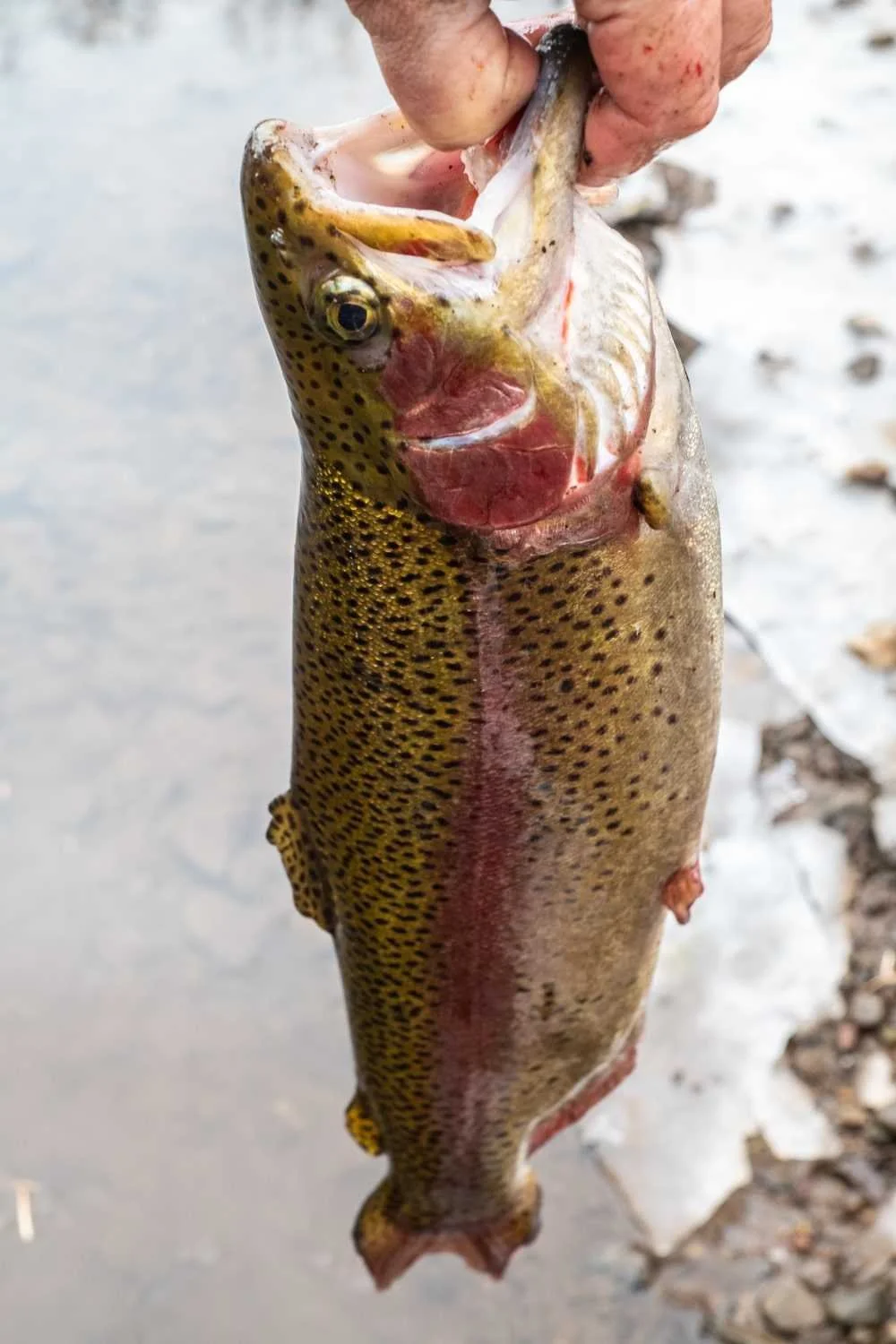 A nice-sized rainbow trout from the South Branch Raritan River at Stanton.