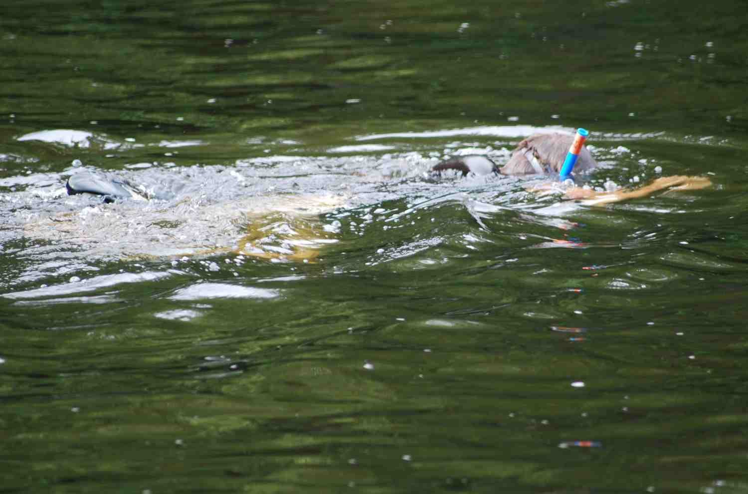 A snorkeler.