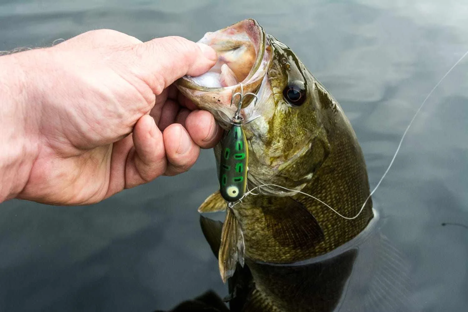 Bass on Hedden Torpedo.
