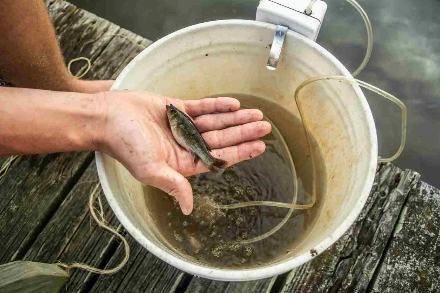 A killiefish.