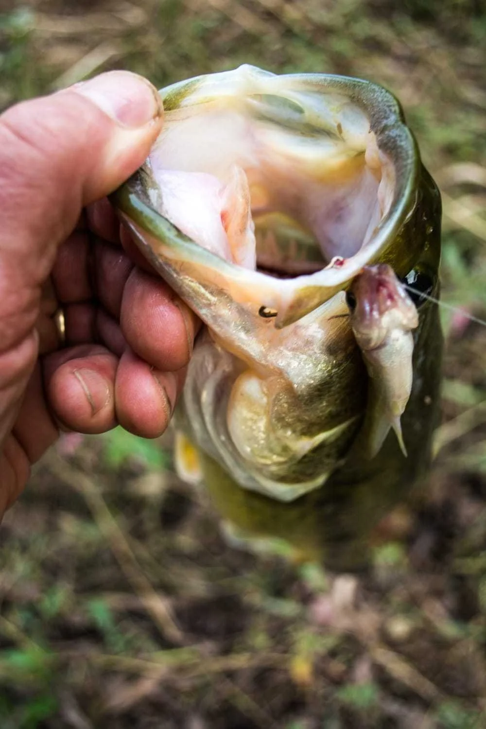 A river largemouth caught on an Atlantic killiefish.