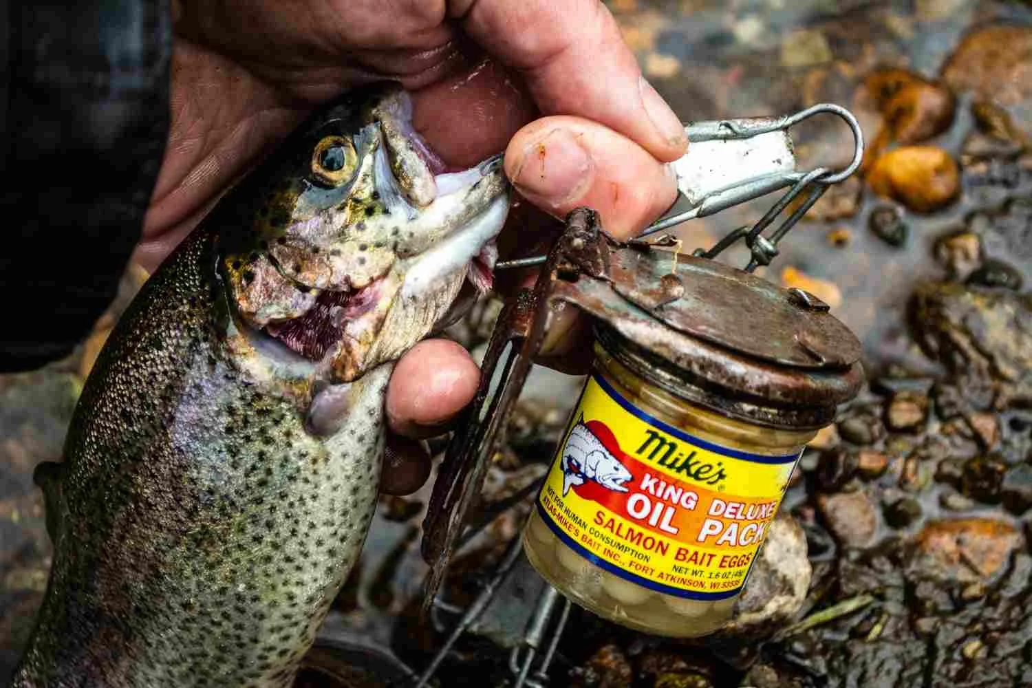 Salmon eggs for trout.