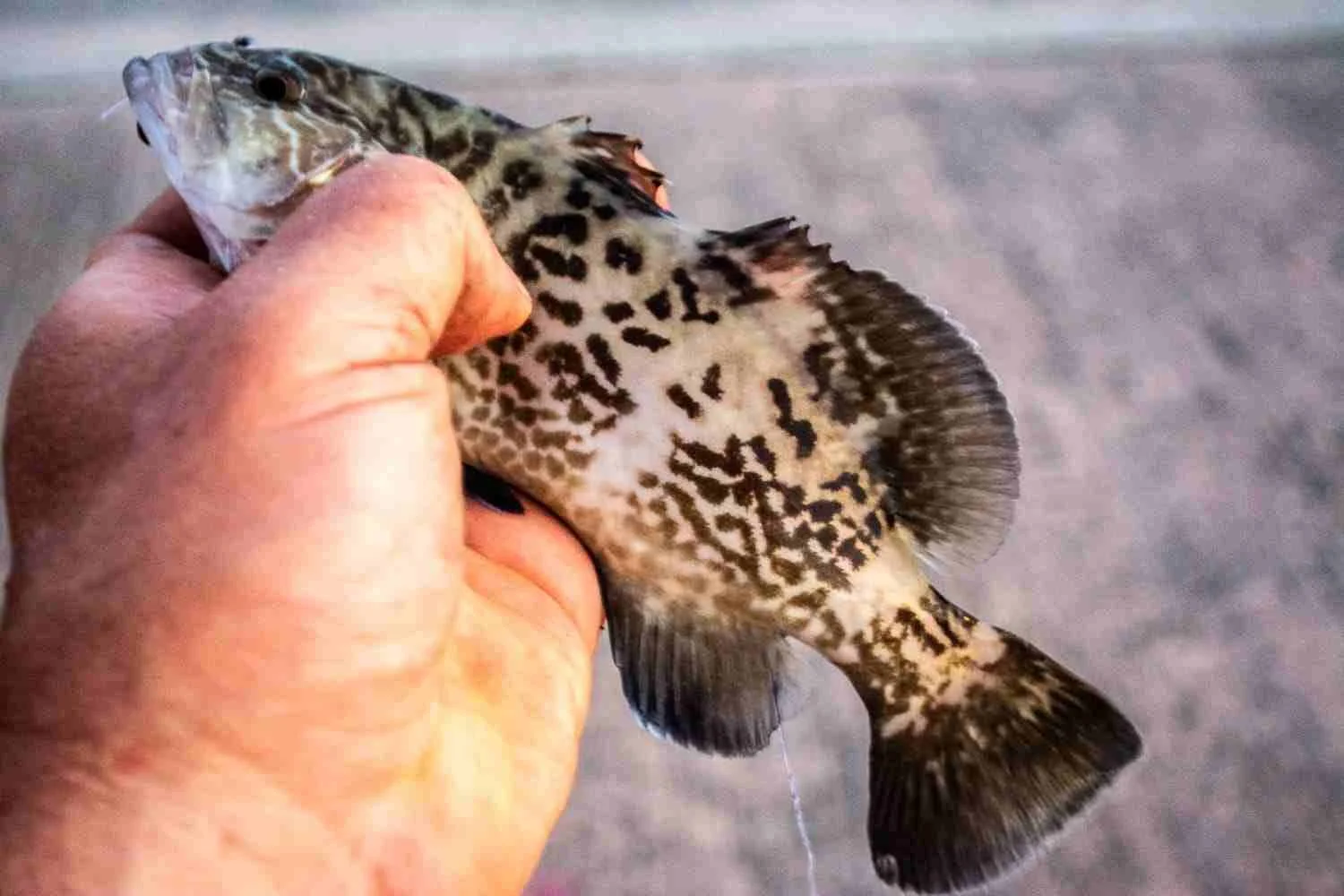 A grouper.