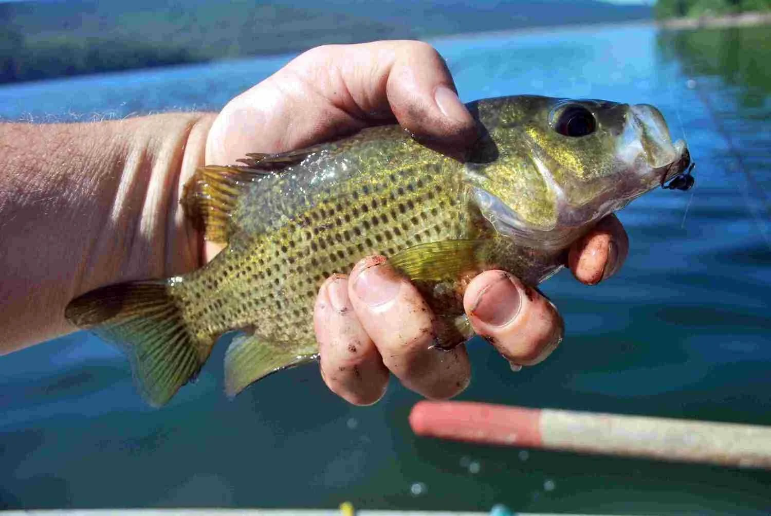 Pepacton Reservoir rock bass.