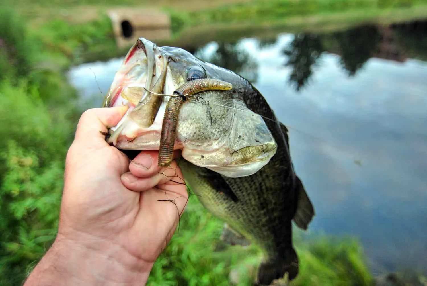 Bass from a small pond.