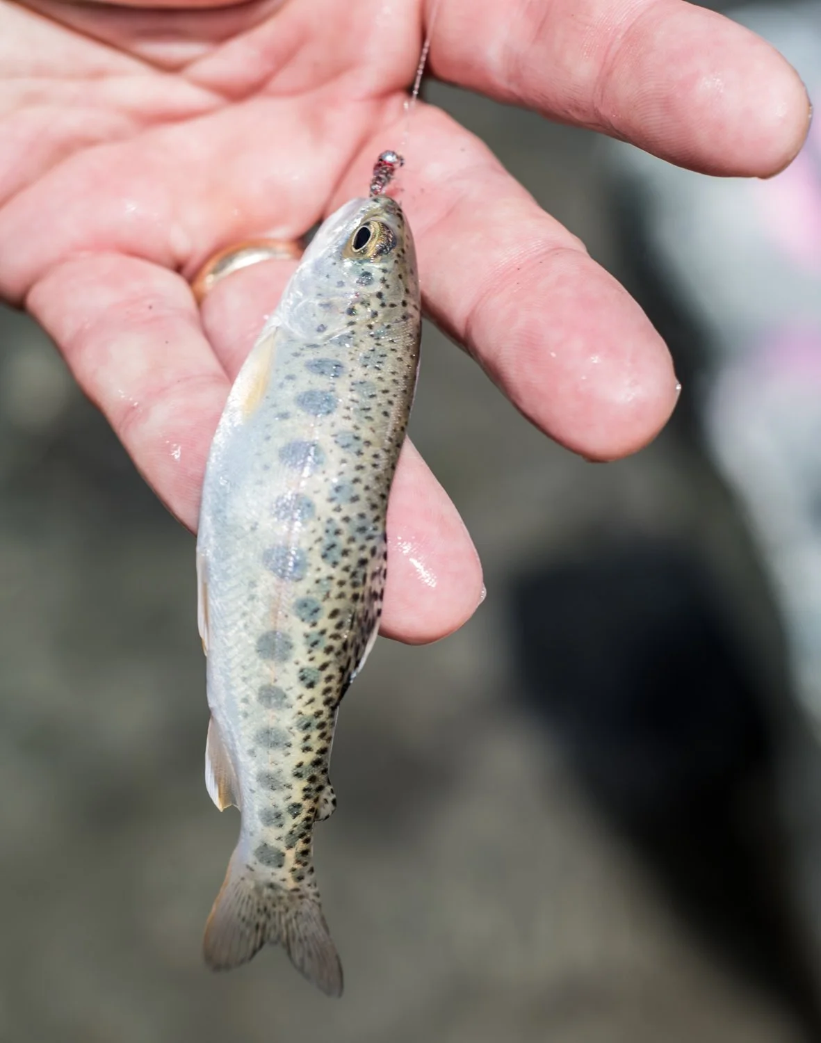 A native rainbow trout.