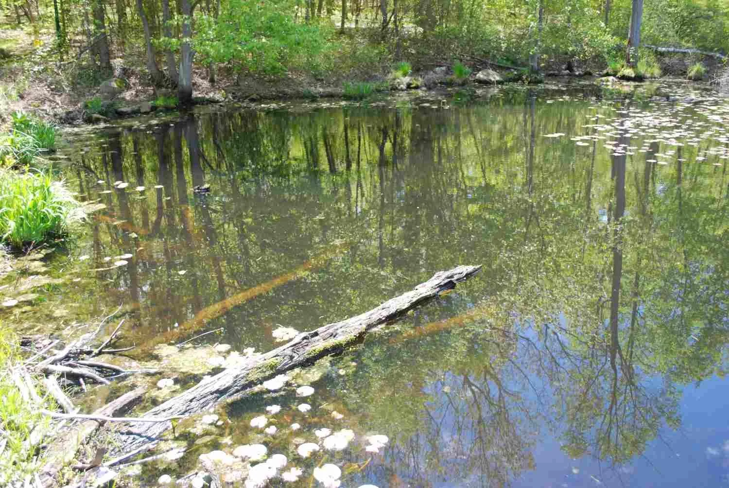 A tiny pool at pond's head.