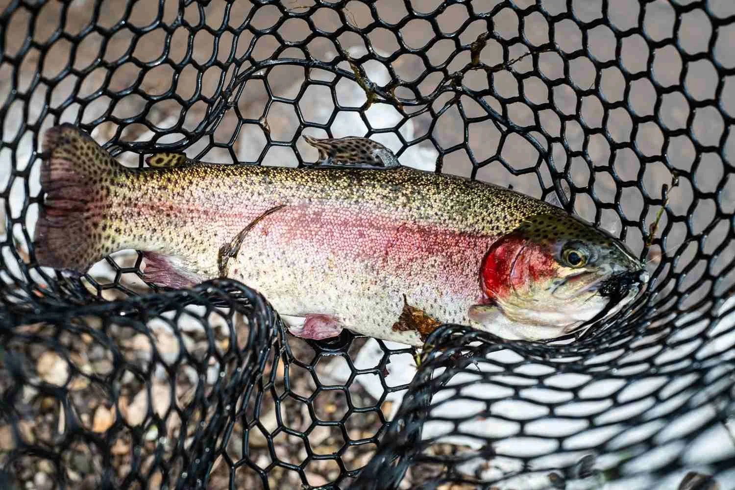 Not quite 15 inches, a small fall stocker.