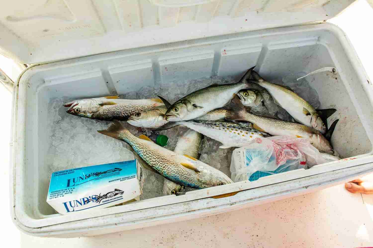 Three speckled trout included.