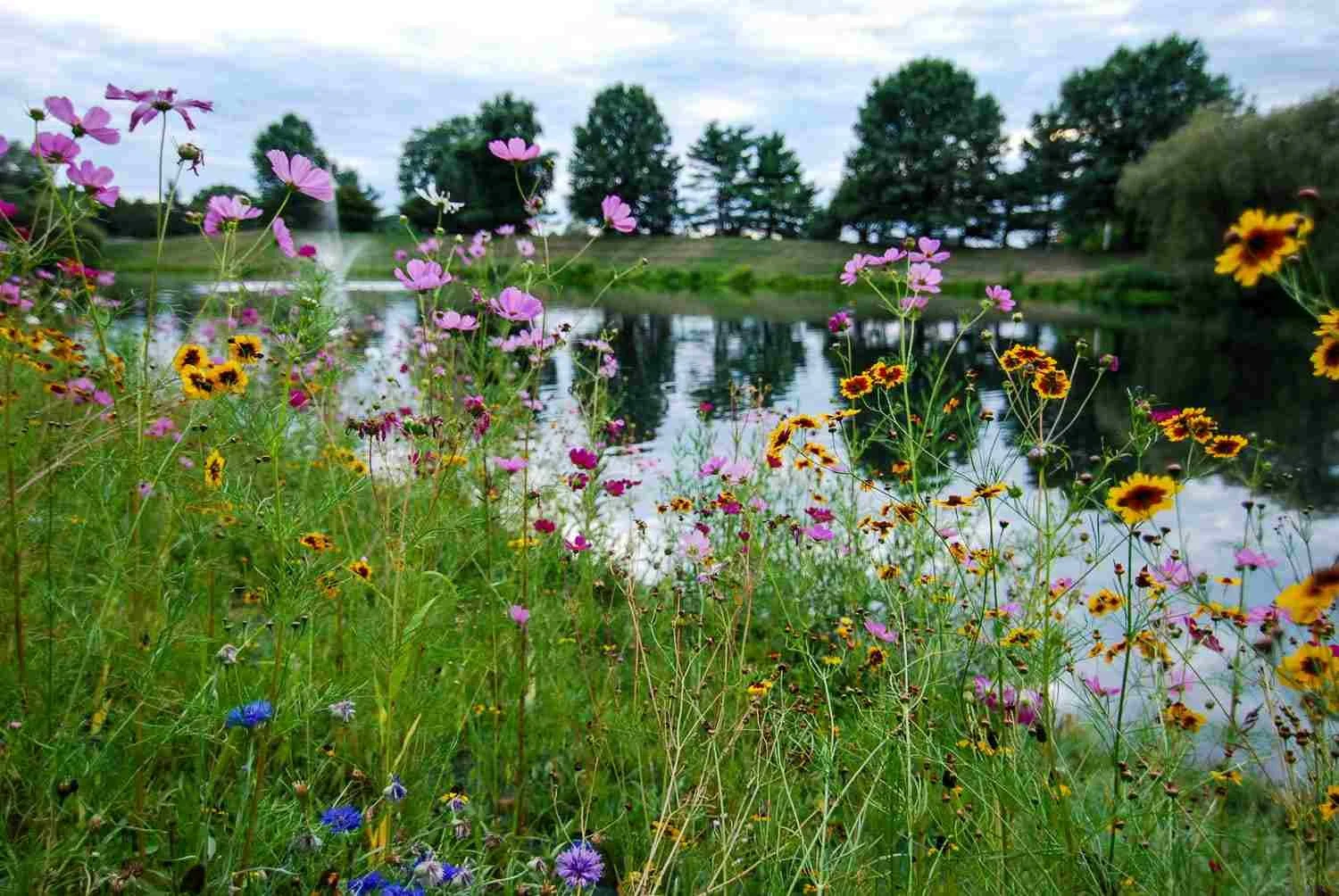 Flowers by a pond.